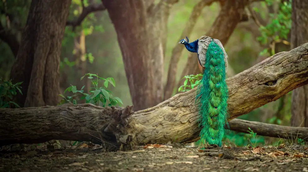 Wildlife Photography & Visual Arts Festival - Visual storytelling capturing Indian culture and nature